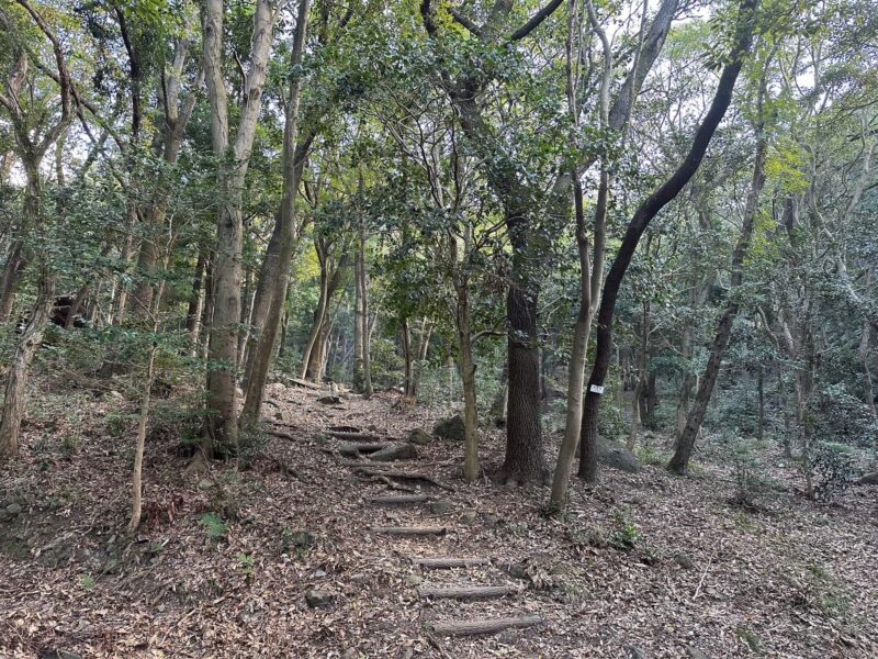 深坂自然の森登山道